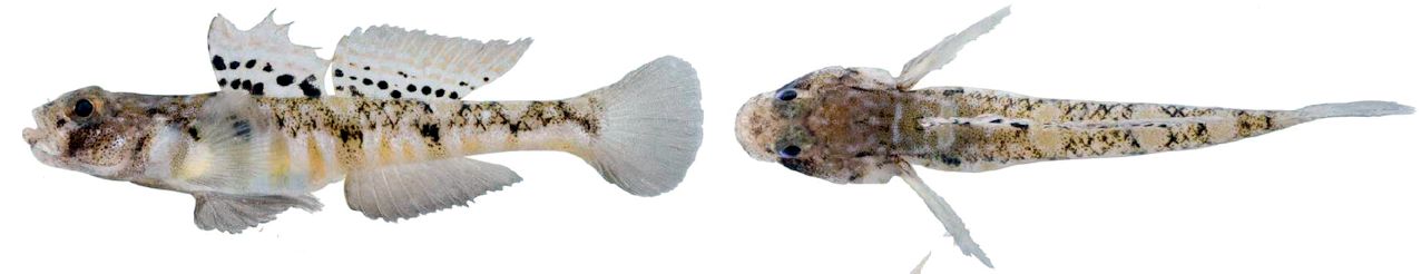 Pomatoschistus pictus_02